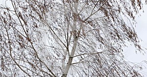 Bare tree branches in wind