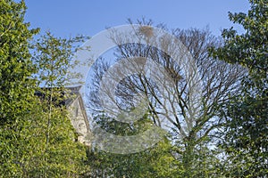 A bare tree in the bush has a bird`s nest on it.