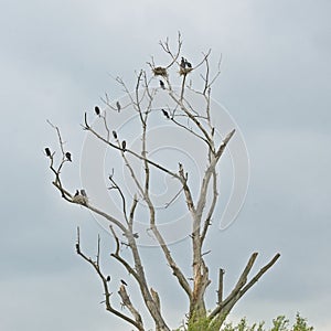 Bare tree with colony of cormorants