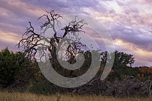 Bare Tree & Colorful Sky