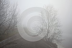 Bare tree on a concrete embankment in the fog