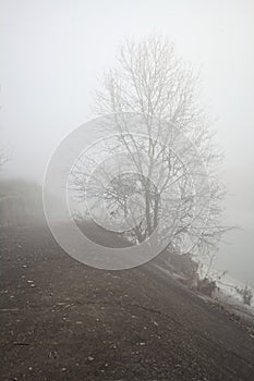 Bare tree on a concrete embankment in the fog