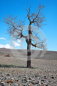 Bare tree in desert landscape