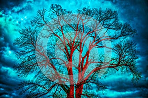 Bare tree, dramatic cloudy sky