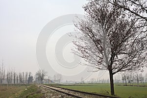 Bare tree by the edge of an abandoned railroad track between fields on a cloudy day in the italian countryside