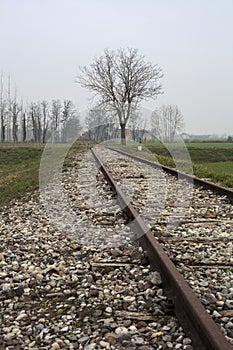 Bare tree by the edge of an abandoned railroad track between fields on a cloudy day in the italian countryside