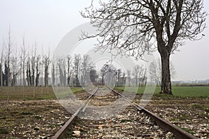 Bare tree by the edge of an abandoned railroad track between fields on a cloudy day in the italian countryside