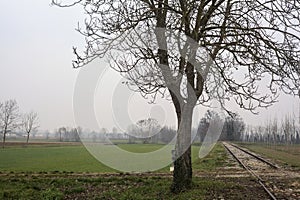 Bare tree by the edge of an abandoned railroad track between fields on a cloudy day in the italian countryside
