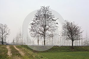 Bare tree by the edge of an abandoned railroad track between fields on a cloudy day in the italian countryside