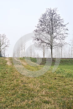 Bare tree by the edge of an abandoned railroad track between fields on a cloudy day in the italian countryside