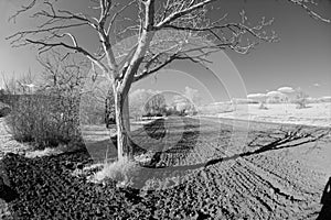 Bare tree in field