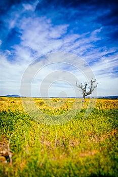 Bare tree in a field with blue sky and fluffy clouds