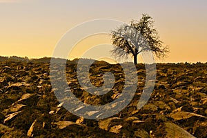 Bare Tree on Field in Fall