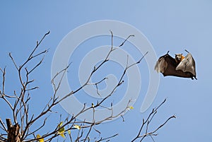 Bare tree with flying fox