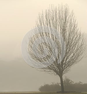 Bare Tree in Fog