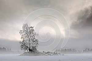 Bare tree in foggy landscape