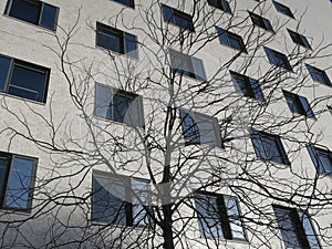 Bare tree in front of a buiding with many windows