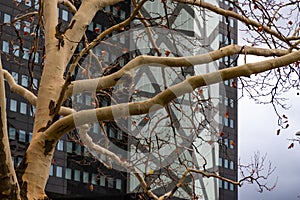 Bare tree in front of skyscraper in Berlin Germany