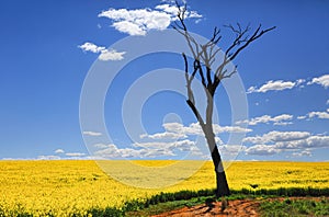 Bare tree and golden canola in spring sunshine