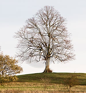 A bare tree on the hill