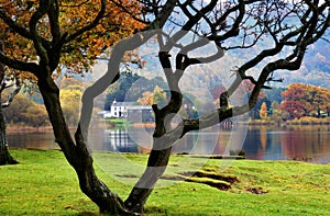 Bare tree & house by lake
