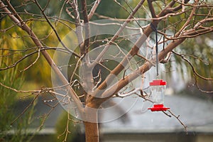 Bare tree with hummingbird feeder on rainy day