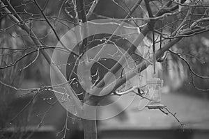 Bare tree with hummingbird feeder on rainy day in black and white