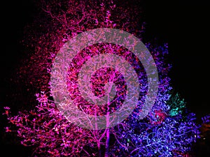 Purple light on bare tree