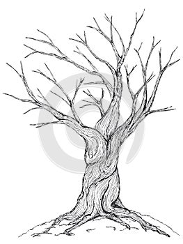 Bare tree illustration