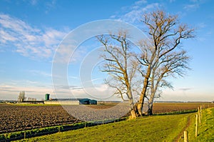 Bare tree with irregular branches in winter sunshine