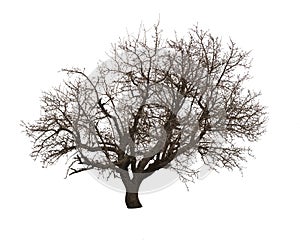 Bare tree isolated over white