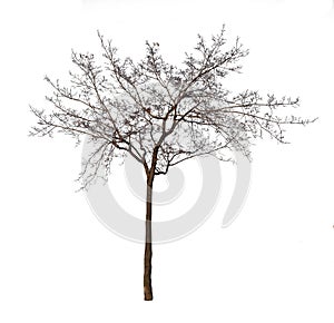 Bare tree isolated over white