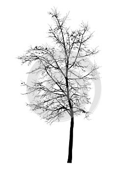 Bare tree isolated over white