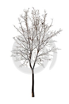 Bare tree isolated over white