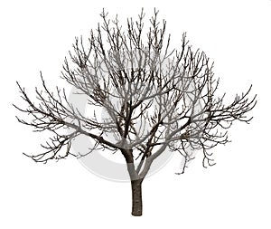 Bare tree isolated over white