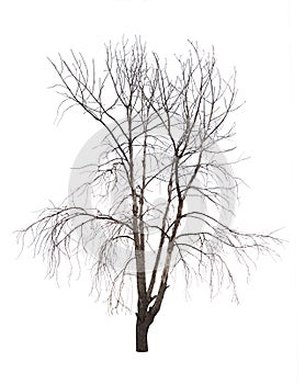 Bare tree isolated over white