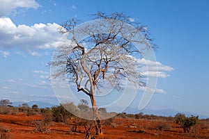 Bare tree in Kenya, Africa