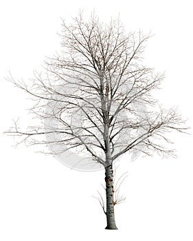 Cut out bare tree in winter.