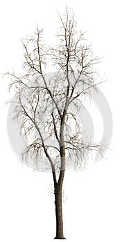 Cut out bare tree in winter. photo