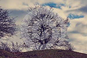 Bare tree without leaves on a hill