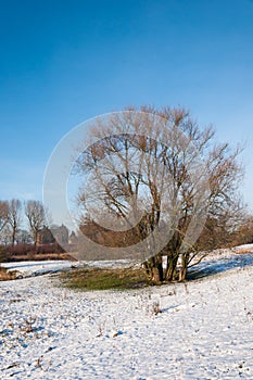 Bare tree with many trunks in winter