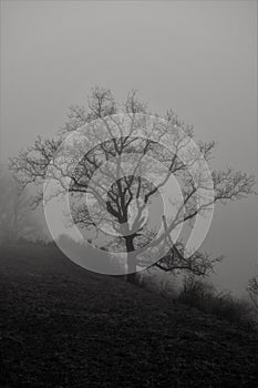 Bare tree on misty hillside