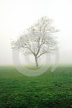 Bare tree on a misty meadow