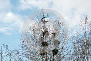 Bare tree with multiple bird nests photo