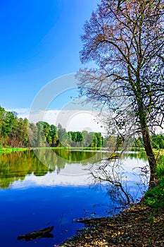 Bare Tree near Lake Surrounded by Colorful Trees