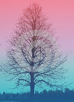 Bare tree with red and blue color overlay