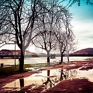 Bare tree by the river during the flood in late afternoon