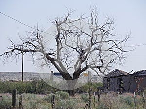Bare tree with the ruins at Glenrio ghost town, one of western America`s ghost towns photo