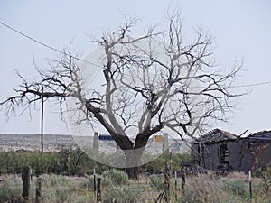 Bare tree with the ruins at Glenrio ghost town, one of western America`s ghost towns