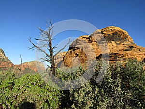 Bare tree in Sedona Arizona